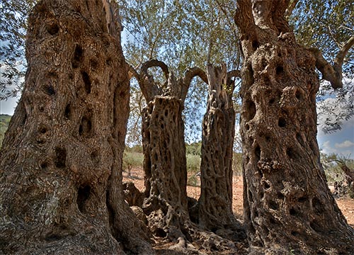 Galilee & Golan tour